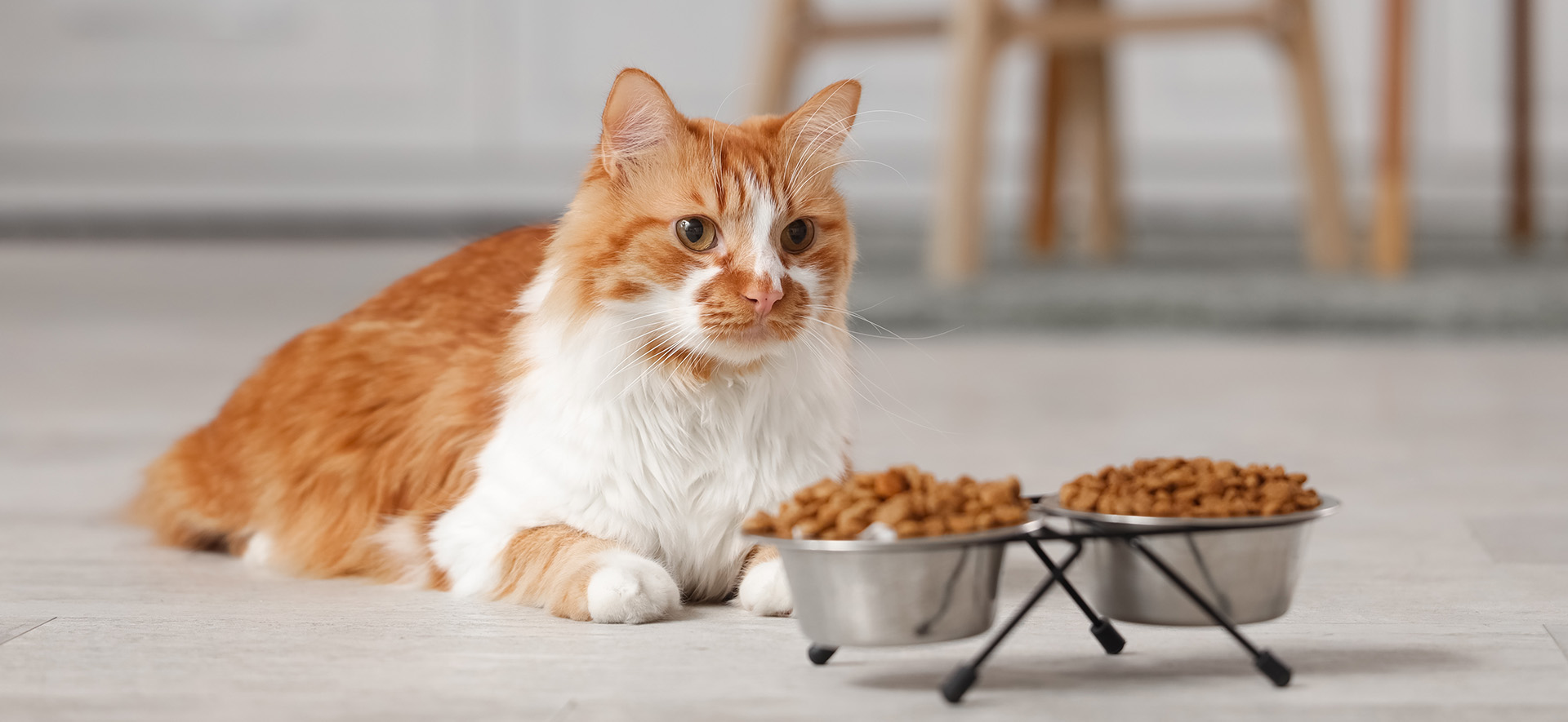 variedad de alimento para gatos